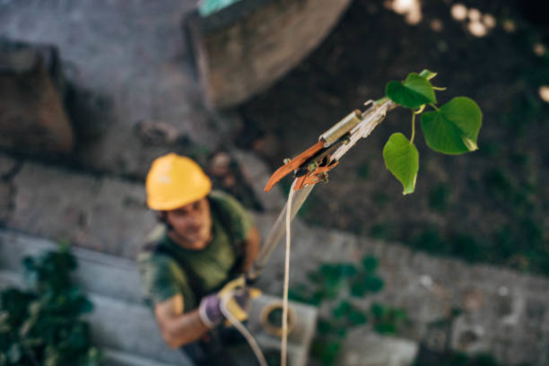 Best Tree Health Inspection  in Royalton, IL
