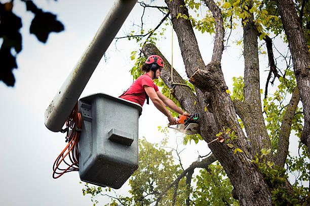 Best Hedge Trimming  in Royalton, IL